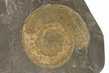 Plate of Jurassic Ammonite Fossils - Posidonia Shale, Germany #279325-2